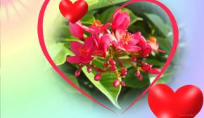 Великолепные цветы на День Святого Валентина