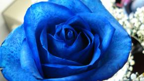 Синяя роза в подарок на восьмое марта