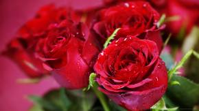Красные розы на розовом фоне на 8 марта