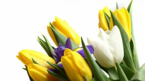 Цветы для девушки к 8 марта