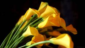 Жёлтые каллы на чёрном фоне для девушки на восьмое марта