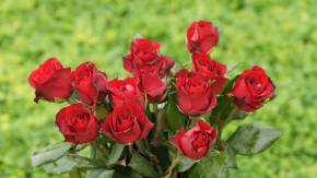 Красные розы на 8 марта на зеленом фоне