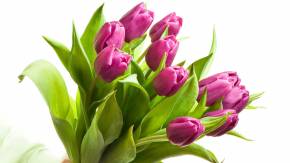 Красивые розовые тюльпаны для девушки на 8 марта