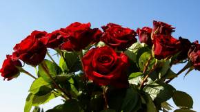 Красные розы на 8 марта на фоне неба