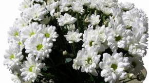 Букет из белых хризантем на 8 марта
