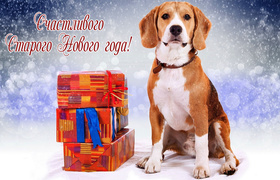 Красивая собачка со стопкой подарков