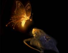 Картинка Бабочка и мышь
