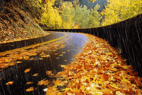 Осенний дождь