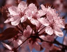 Вишневый цвет - цветущие вишни