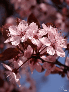 Вишневый цвет - цветущие вишни