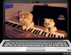 котята-пианисты