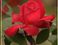 Красная  роза