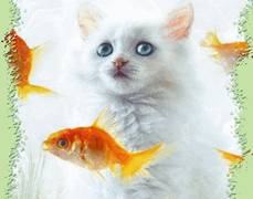 Кот и  золотые рыбки