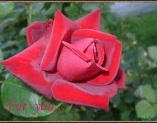 Мерцающая красная роза