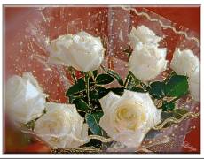 Блестящие, белые розы