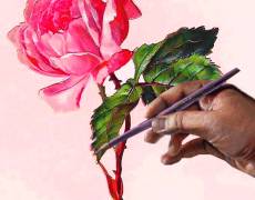 карандашный рисунок розы
