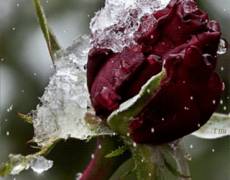 Замерзшая роза