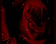Роза – царица цветов