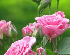 Розовые мерцающие розы