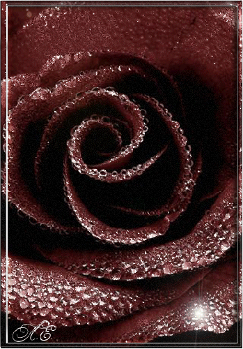 Темная роза