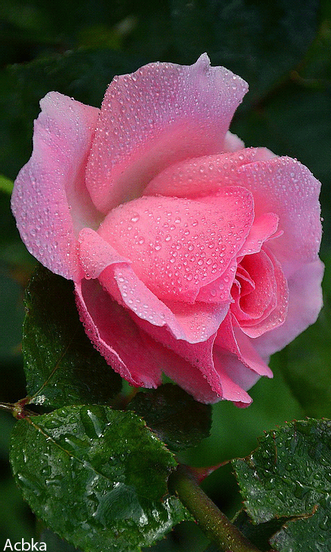 Большая фотография с розой~Розы