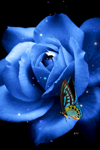 Синяя роза с бабочкой~Розы