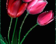 Розовые тюльпаны анимация