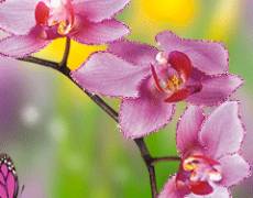 Орхидеи анимированная картинка