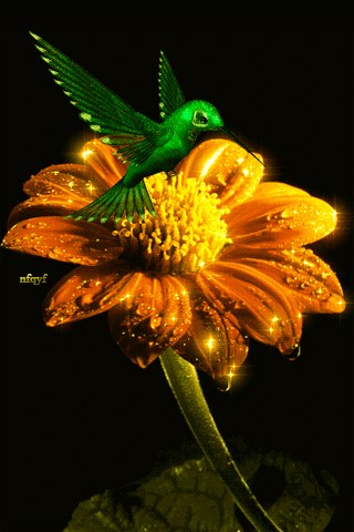 Анимация Колибри~Разные цветы
