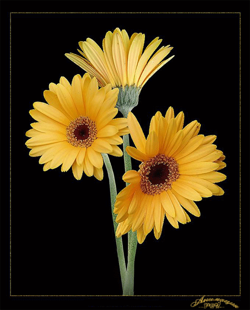 Жёлтые герберы~Разные цветы
