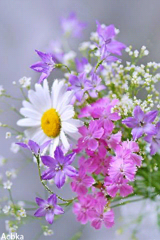 Летние цветы~Разные цветы