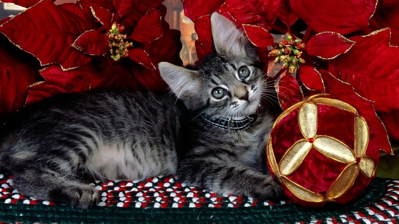 Серый котёнок на рождество - C Рождеством Христовым поздравительные картинки