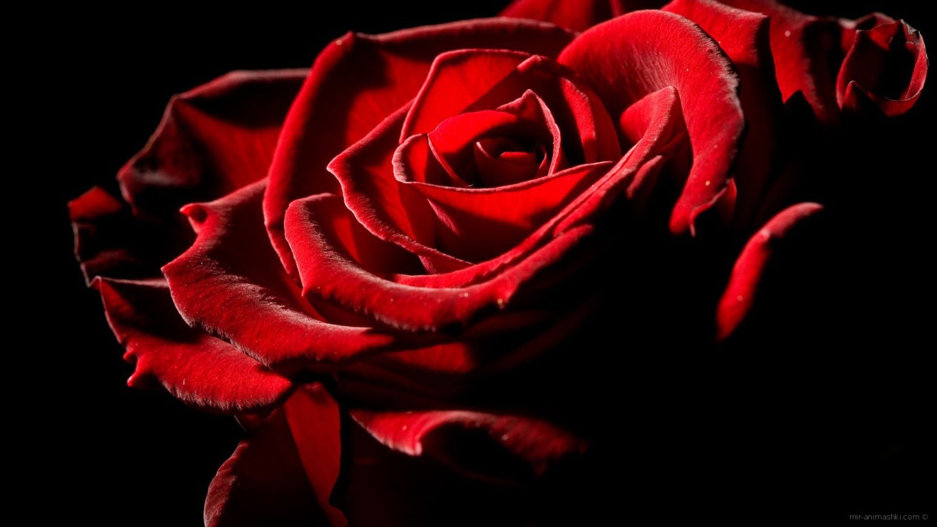 Великолепная роза на День Влюбленных 14 февраля - С днем Святого Валентина поздравительные картинки