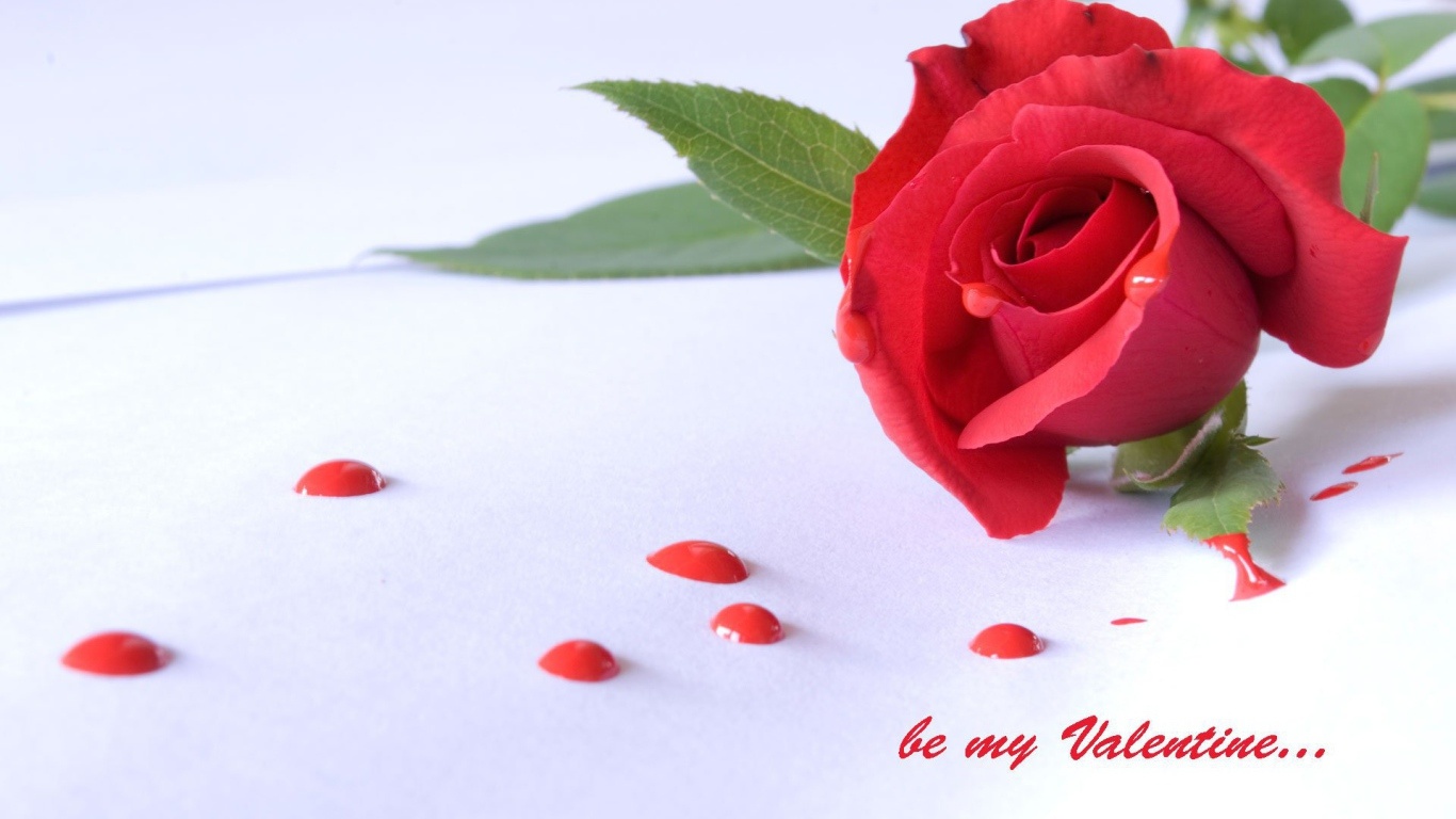 Роза и капли на День Святого Валентина 14 февраля - С днем Святого Валентина поздравительные картинки