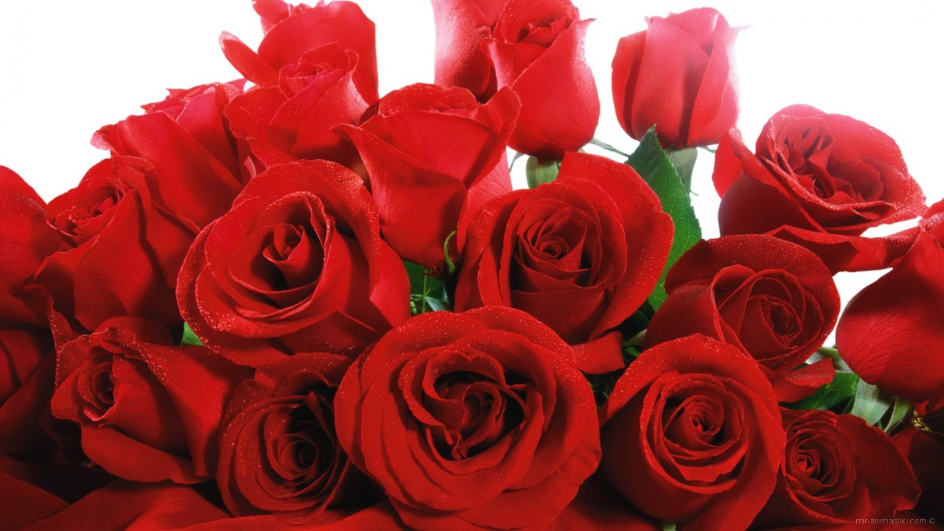 Розы в День Святого Валентина - С днем Святого Валентина поздравительные картинки