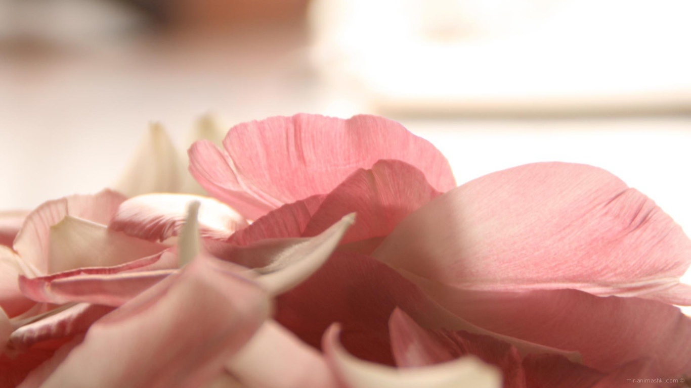 Лепестки роз на День Святого Валентина 14 февраля - С днем Святого Валентина поздравительные картинки