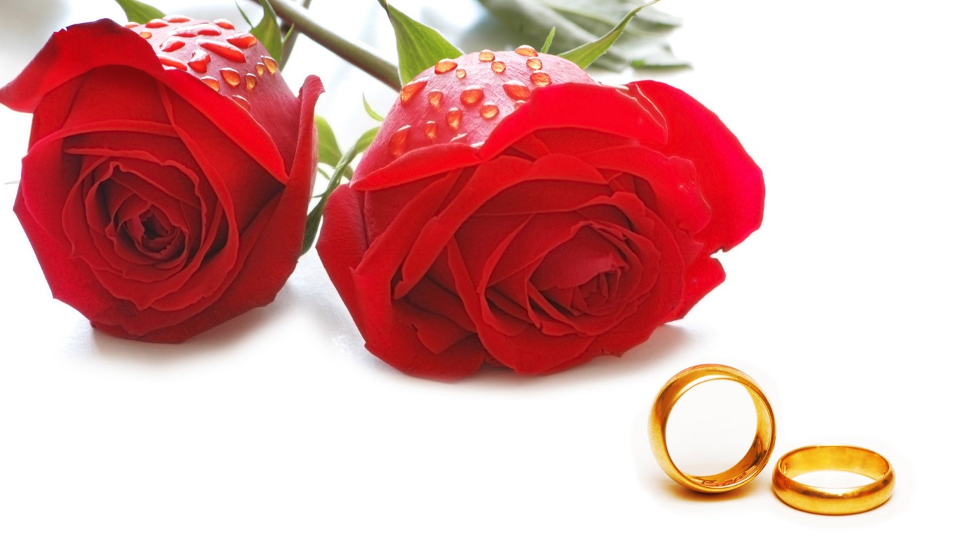 Розы и кольца на День Святого Валентина - С днем Святого Валентина поздравительные картинки