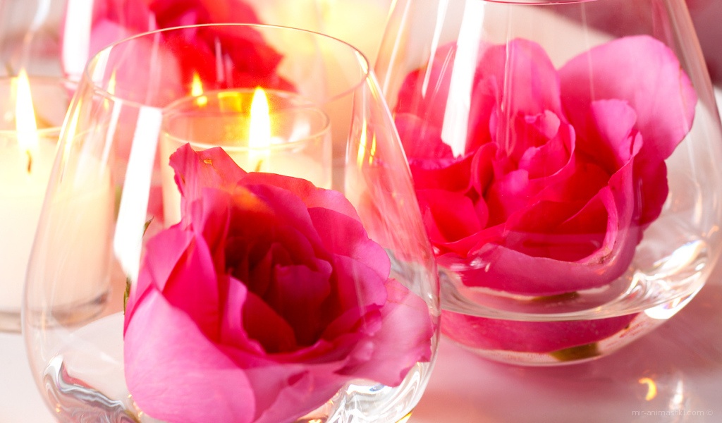 Роза в бокале на День Святого Валентина - С днем Святого Валентина поздравительные картинки