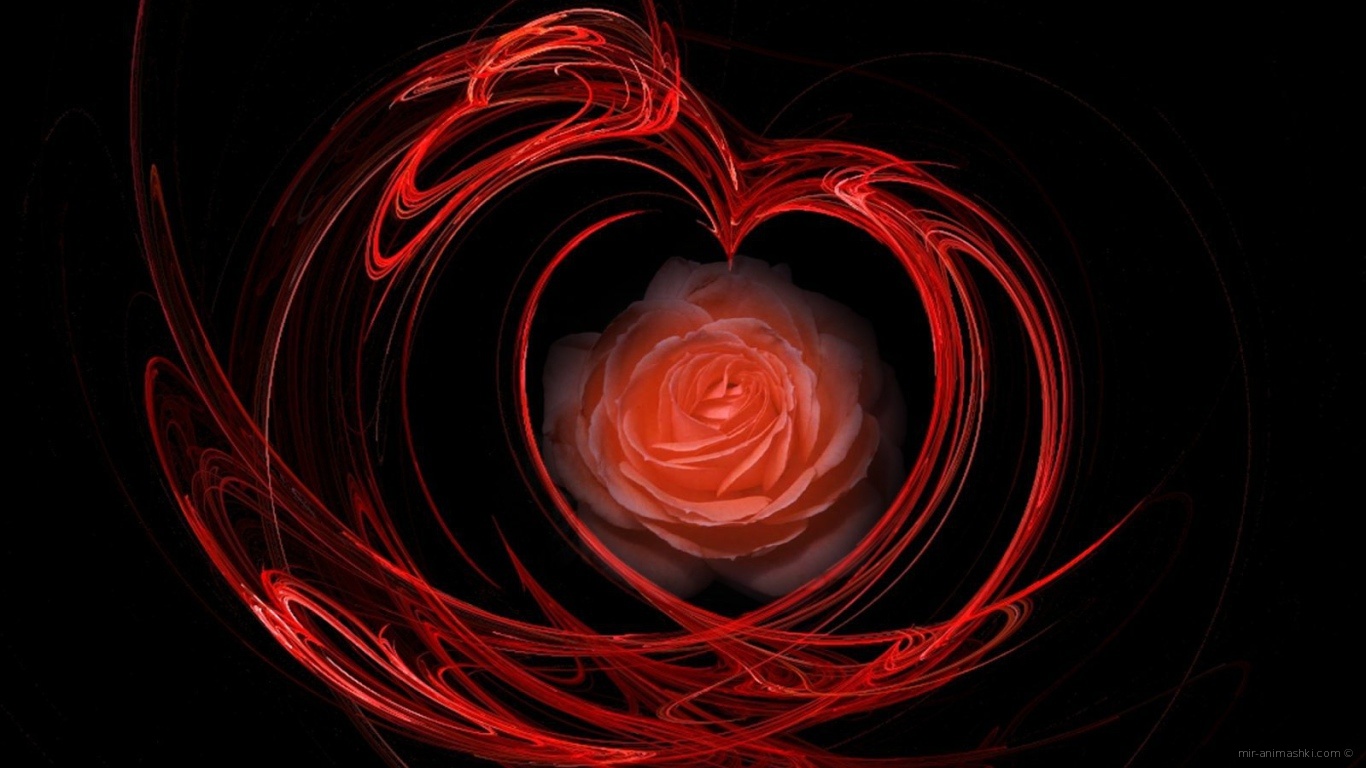 Огненная роза на День Святого Валентина 14 февраля - С днем Святого Валентина поздравительные картинки