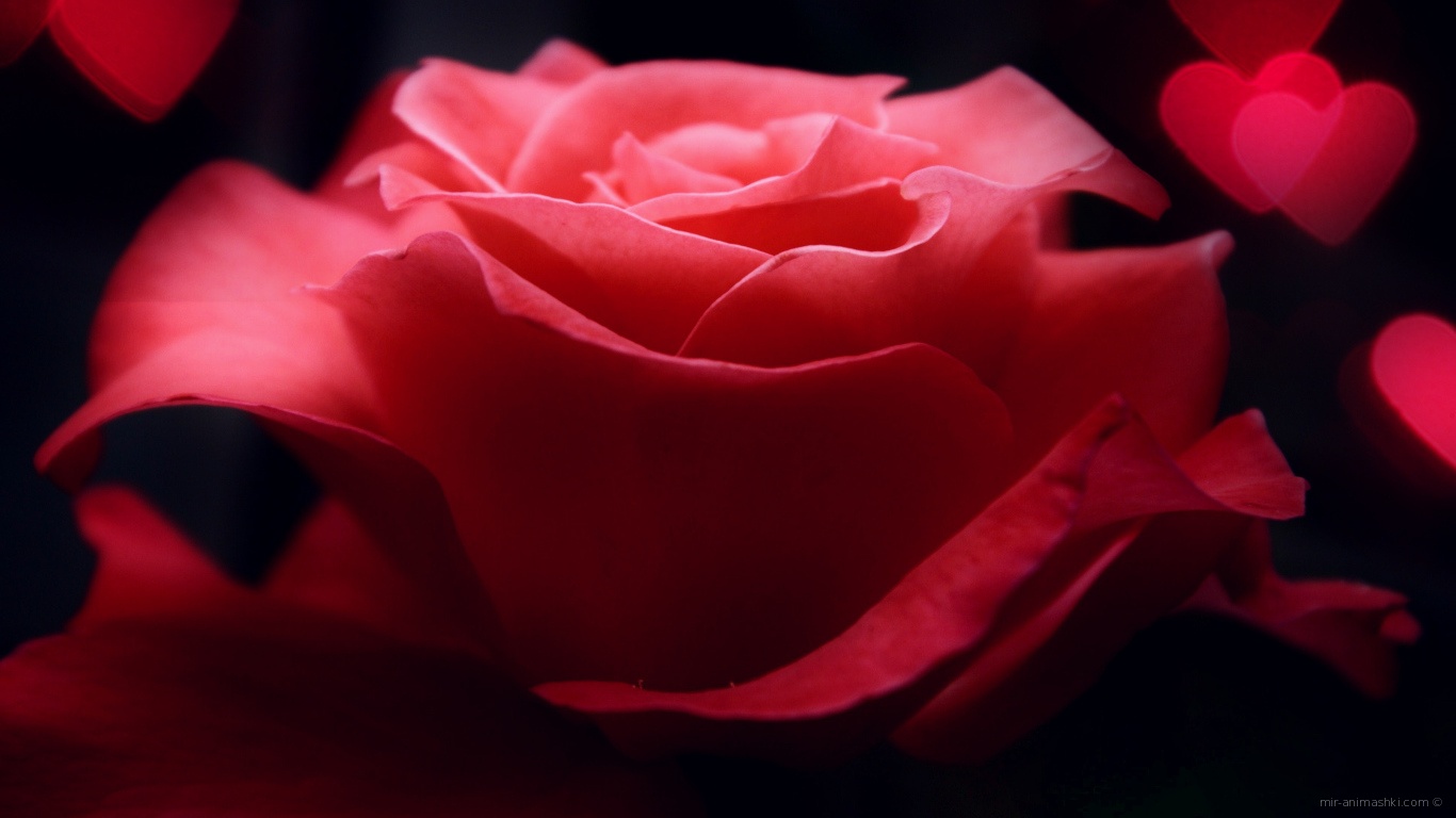 Роза и сердца на День Святого Валентина - С днем Святого Валентина поздравительные картинки
