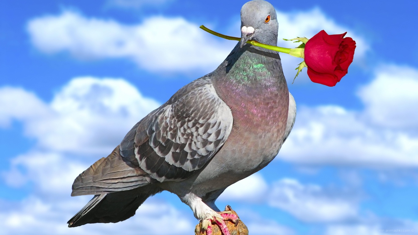 Голубь с розой на День Святого Валентина - С днем Святого Валентина поздравительные картинки