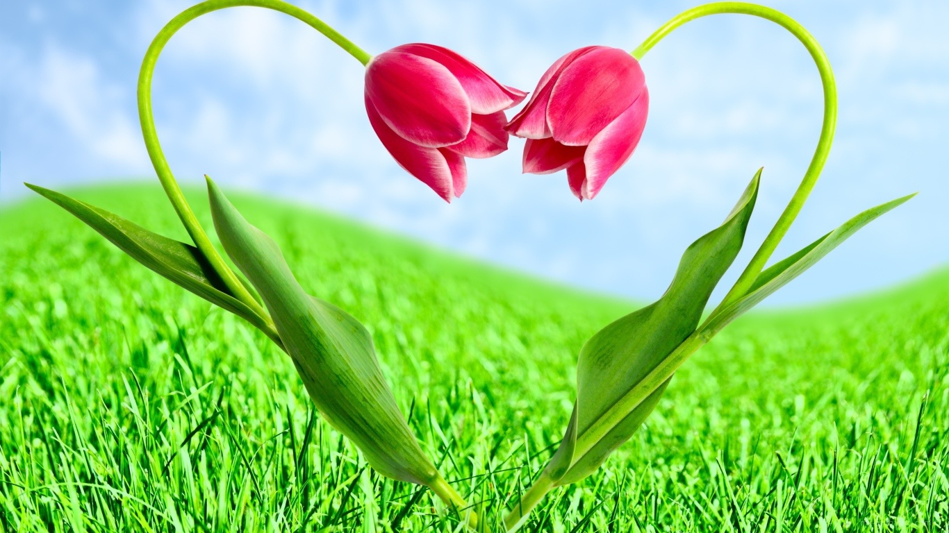 Тюльпаны на День Святого Валентина - С днем Святого Валентина поздравительные картинки