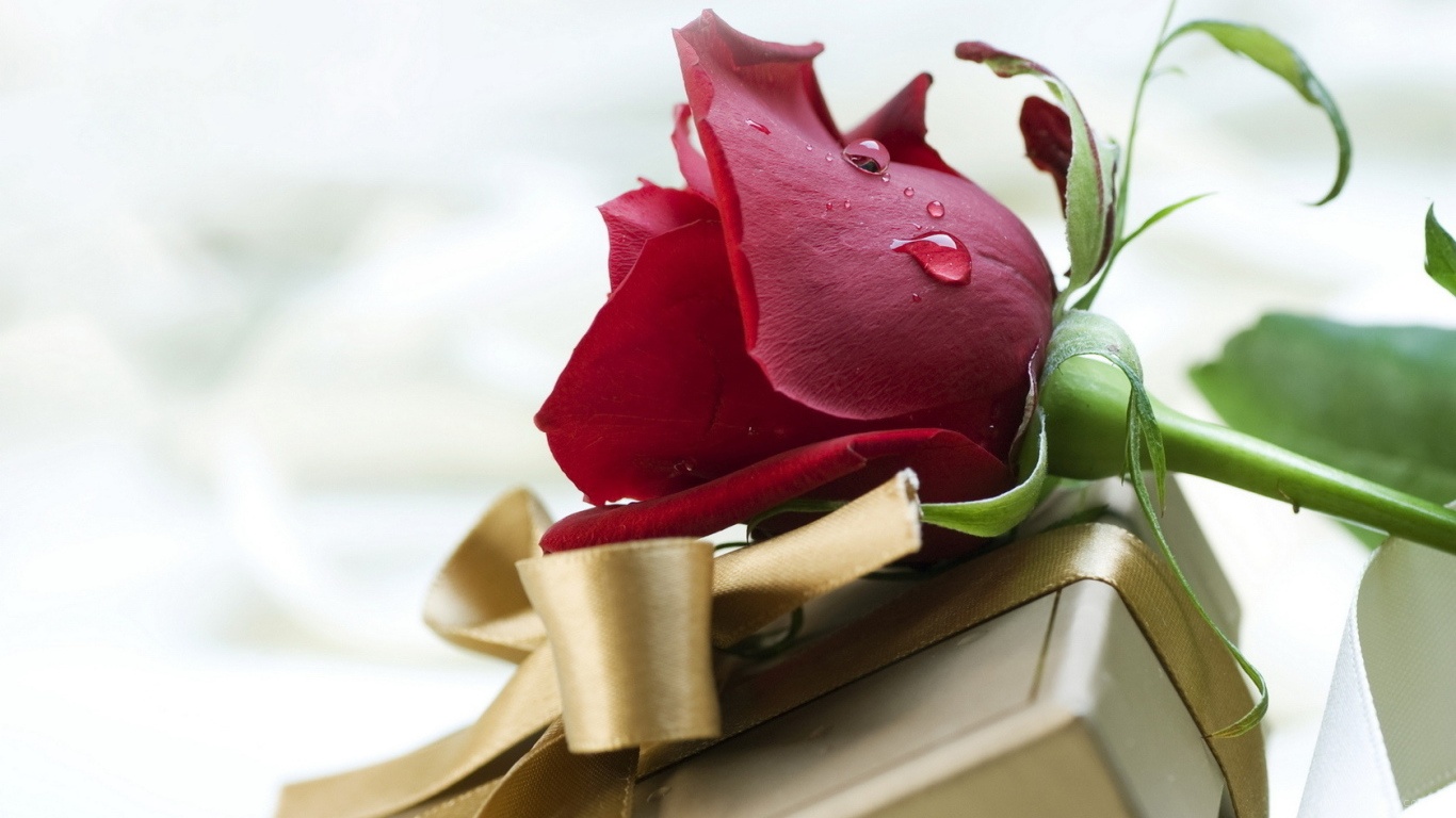 Роза и подарок на День Святого Валентина - С днем Святого Валентина поздравительные картинки