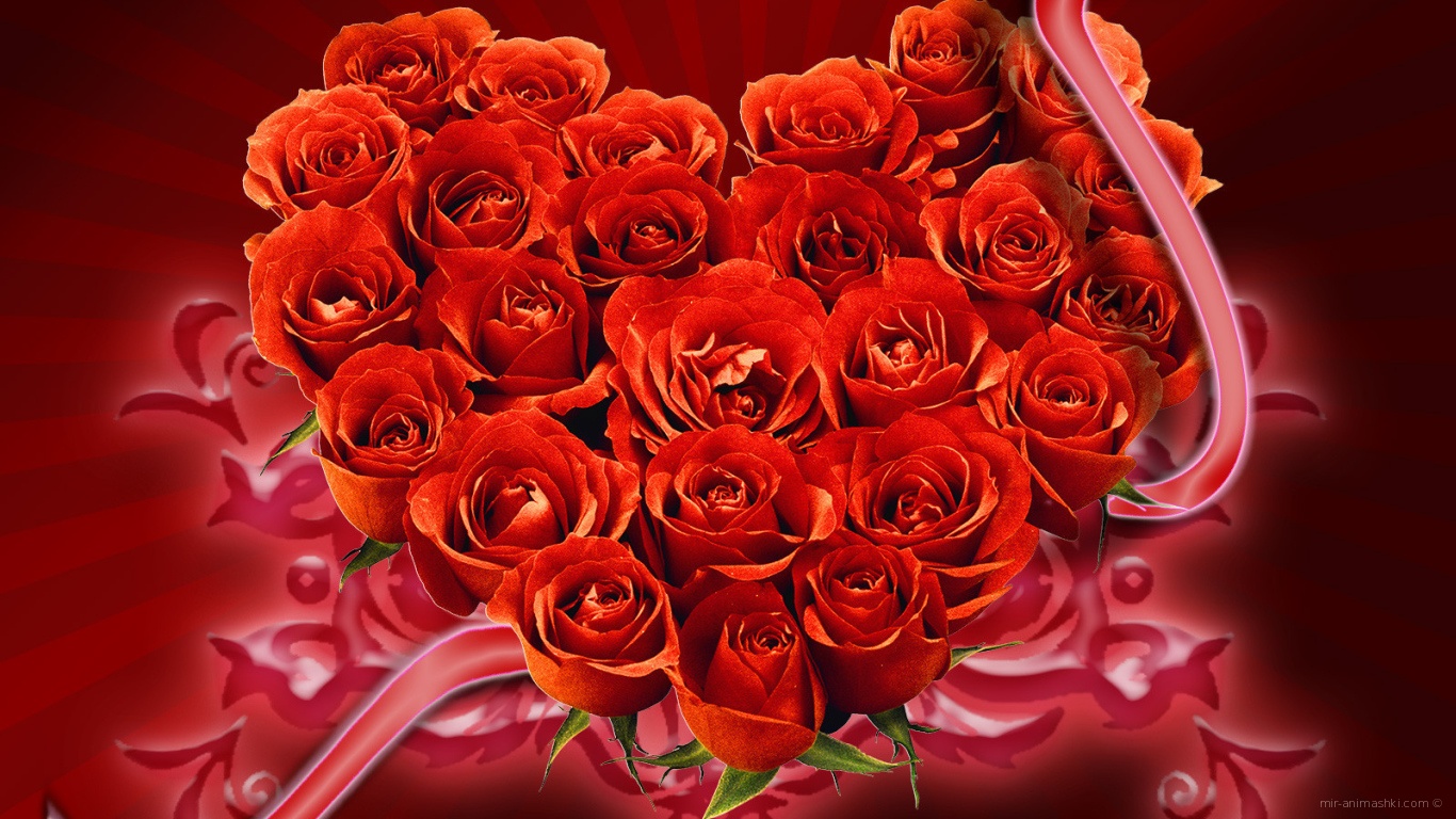 Букет красных роз на День Святого Валентина - С днем Святого Валентина поздравительные картинки