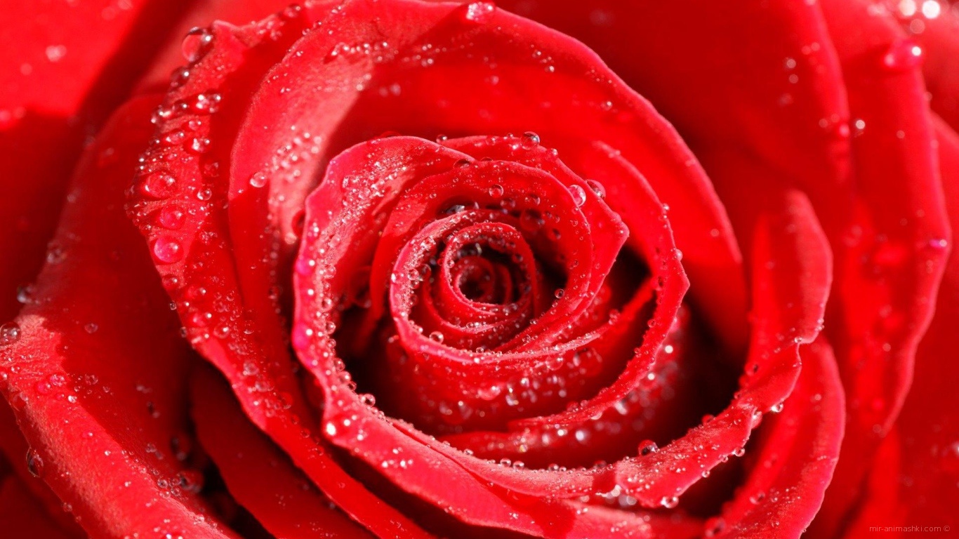 Роса на розе в День Святого Валентина - С днем Святого Валентина поздравительные картинки