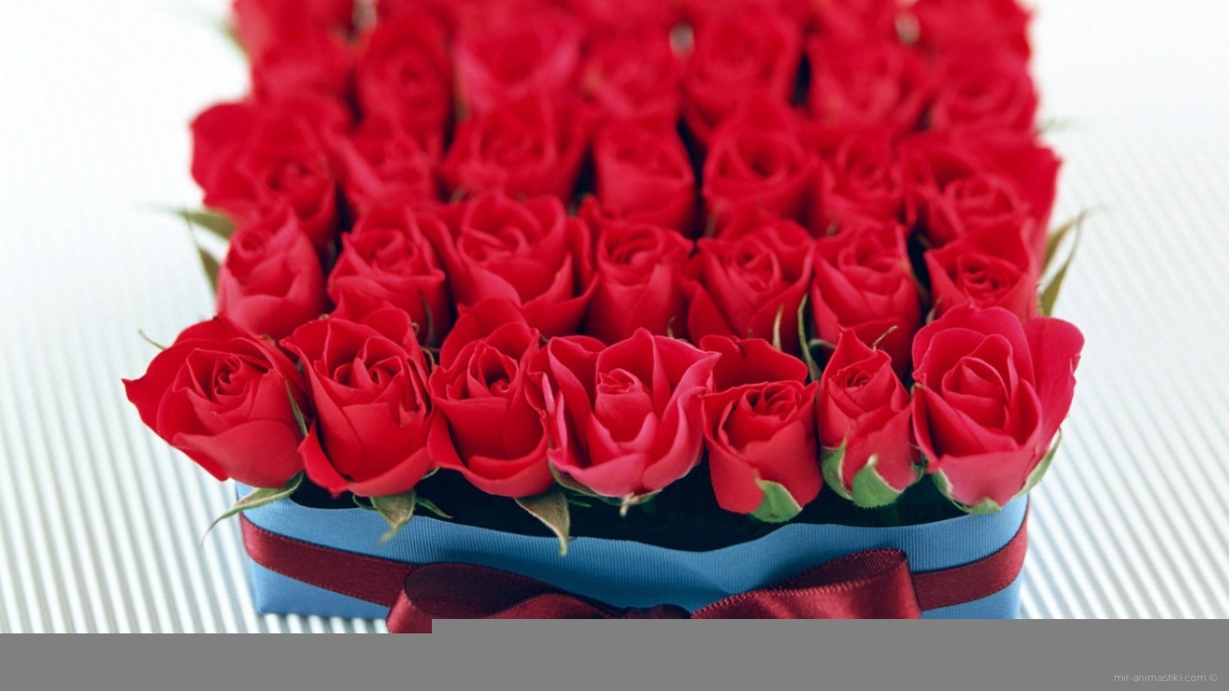 Бутоны роз в День Св. Валентина - С днем Святого Валентина поздравительные картинки