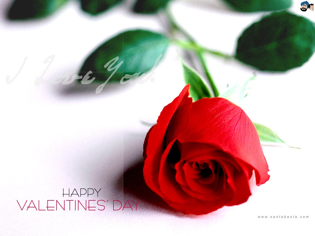 Роза в подарок на День святого Валентина - С днем Святого Валентина поздравительные картинки