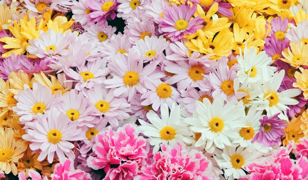 Цветы дорогим женщинам - C 8 марта поздравительные картинки
