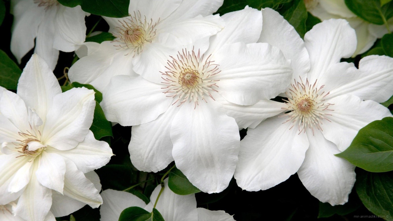 Белые цветы в подарок на 8 марта - C 8 марта поздравительные картинки