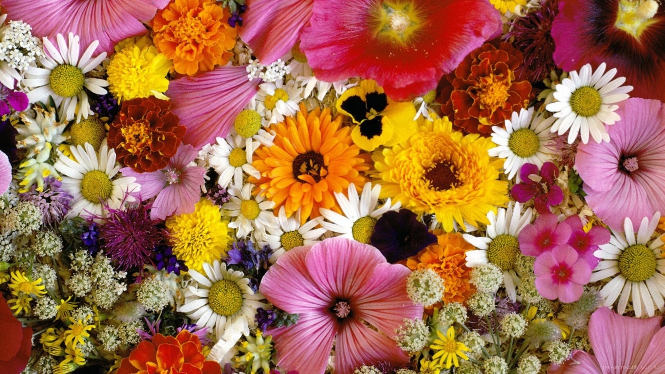 Цветочки для любимой дочки - C 8 марта поздравительные картинки